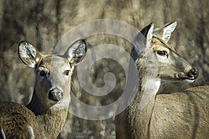 Closeup pair of white-tail doe grazing in winter grasslands