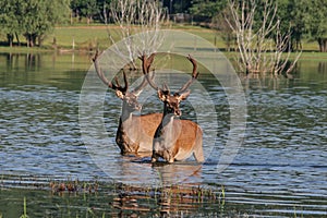 Deer in water