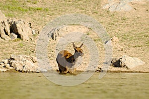 The deer at the watering place