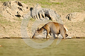 The deer at the watering place