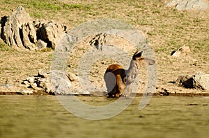 The deer at the watering place