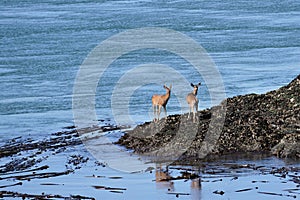 Deer at the waters edge in Deception Pass, Washington, USA