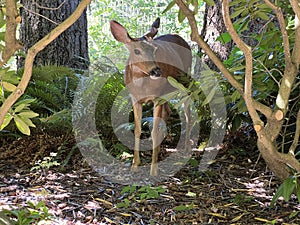 A deer in Western Washington University Campus