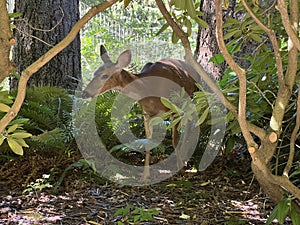 A deer in Western Washington University Campus