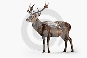 Deer on White Background