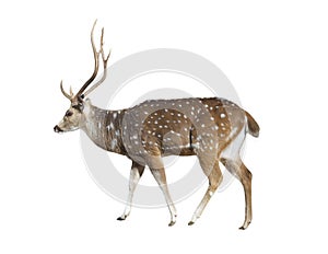 Deer on white photo