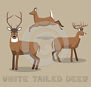 Deer White-tailed Cartoon Vector Illustration