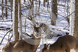 Deer. The white-tailed deer  also known as the whitetail or Virginia deer in winter on snow.