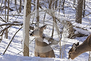 Deer. The white-tailed deer  also known as the whitetail or Virginia deer in winter on snow.