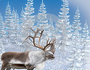 Deer in white winter forest