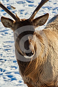 Deer. Wild animals of Kazakhstan.