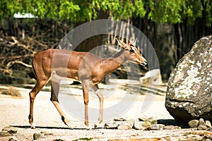 Deer in the wild close-up. Image for nature.