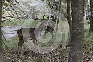 deer in the wild nature in the netherlands