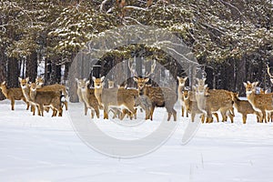 Deer in the wild walk in herds.