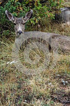 Deer Wildlife in Garden of the Gods Colorado