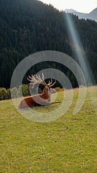 Deer in Wildpark Aurach. Tirol