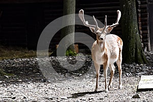 A deer in the wildpark Schweinfurt, Germany