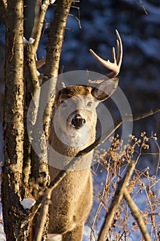 Deer in Winter