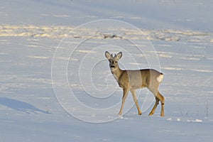 Deer in winter