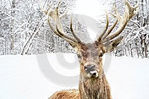 Deer on a winter country road