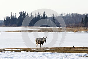 Deer in winter elk island national park