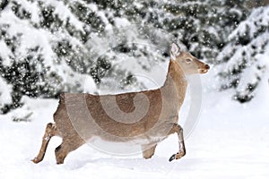 Deer in winter forest