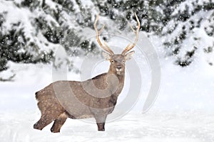 Deer in winter forest