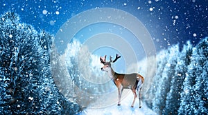 Deer in winter forest with pine trees and snow during night. Christmas card or winter landscape