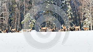 Deer in the winter forest at sunset.