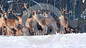 Deer in the winter forest at sunset. Close-up.