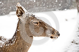 Deer in winter in snow