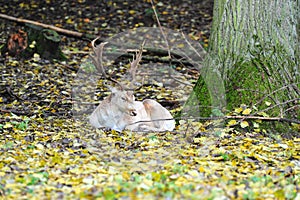 Deer in the woods