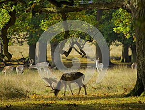 Deer in the woods - stands out from the crowd