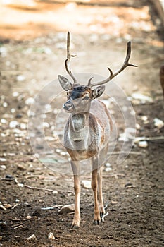 Deer (Cervinae) close-up