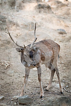 Deer (Cervinae) close-up