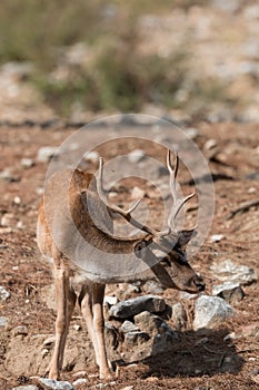 Deer (Cervinae) close-up