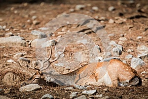 Deer (Cervinae) close-up