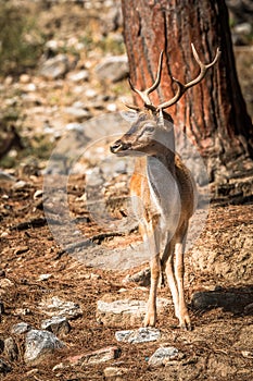 Deer (Cervinae) close-up