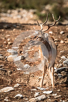 Deer (Cervinae) close-up