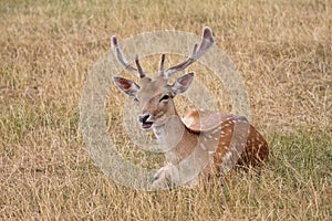 deer young fallow stag calling