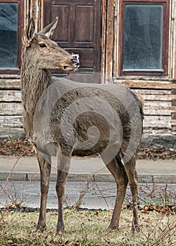 Deer in Zakopane city, Poland in front of a traditional house