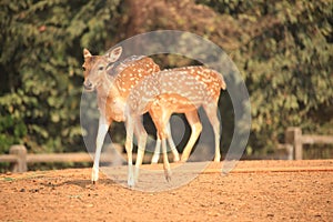 Deer at the Zoo