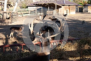 Deer at zoo