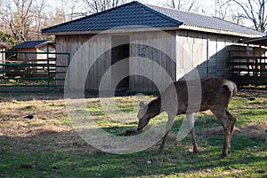 Deer at zoo