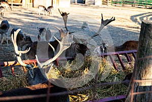 Deer at zoo