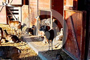 Deer at zoo