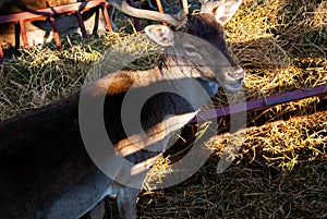 Deer at zoo