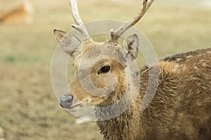 Deer in zoo