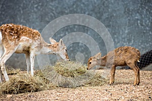 Deer in the zoo