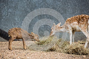 Deer in the zoo